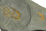 Three Ordovician Brittle Stars (Ophiura) - Morocco #350560-1